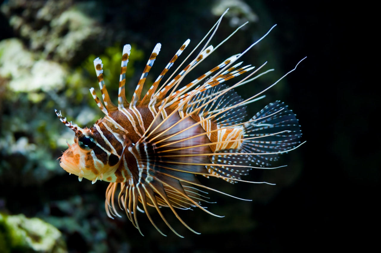 Pterois antennata (Pesce leone pinna macchiata)